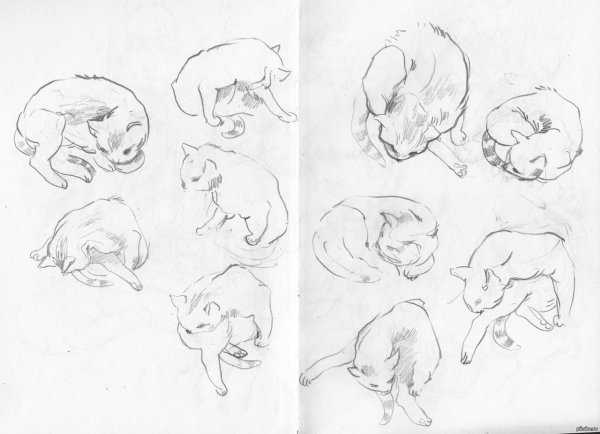 Быстрые зарисовки животных