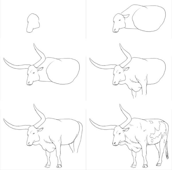 Рисунок быка поэтапно