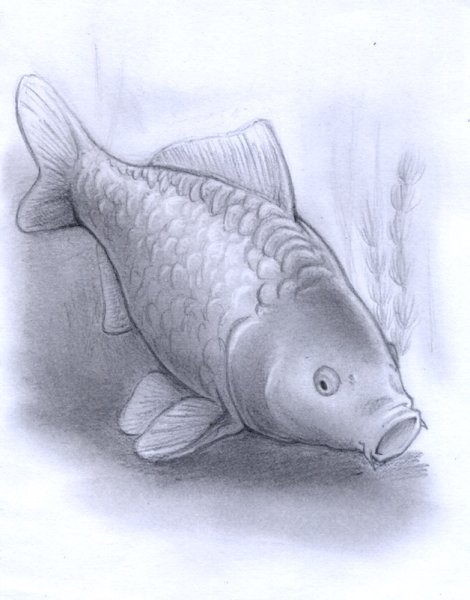 Карп карандашом