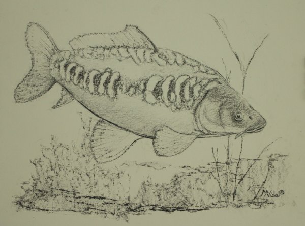 Карп простым карандашом