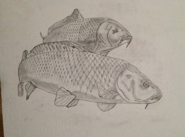 Карп для рисования