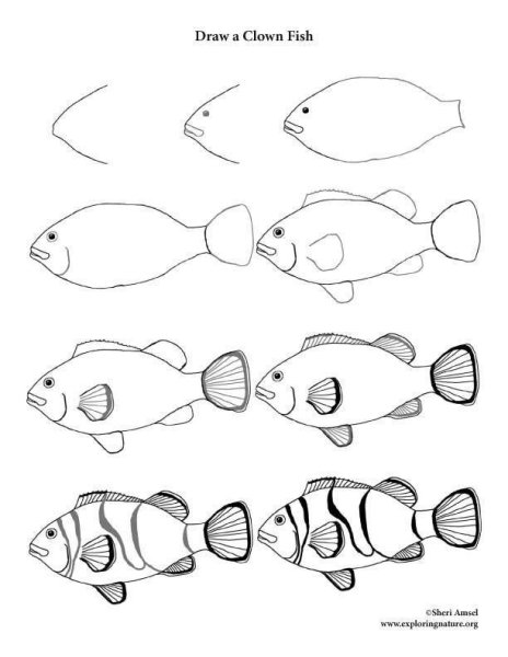 Этапы рисования рыбки