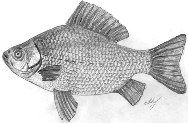 Рыба простым карандашом