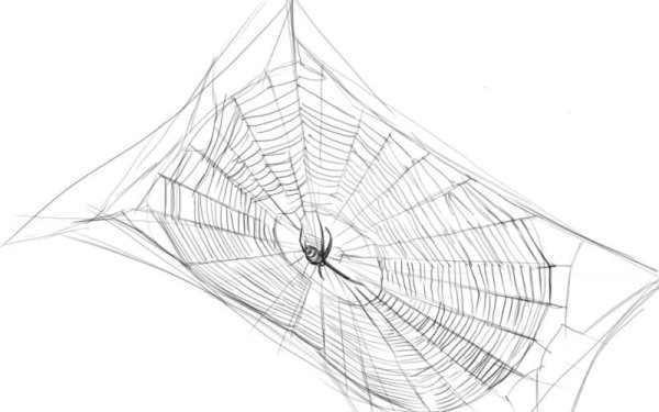 Поэтапное рисование паутины
