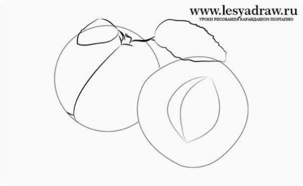 Абрикос раскраска для детей