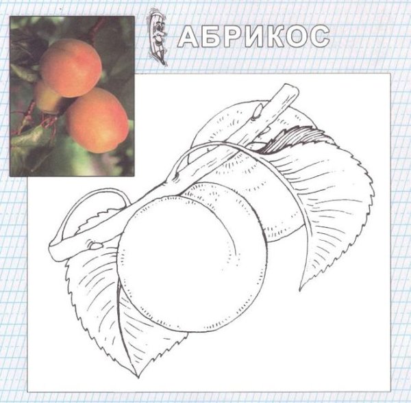 Поэтапное рисование персика