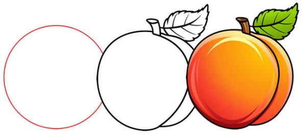 Абрикос раскраска для детей