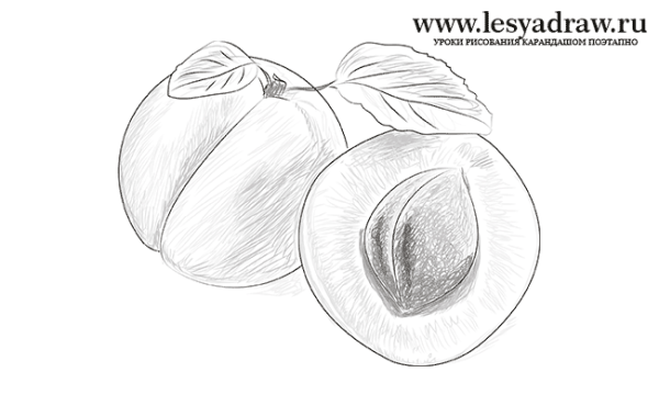 Абрикос эскиз