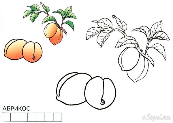 Поэтапное рисование абрикоса