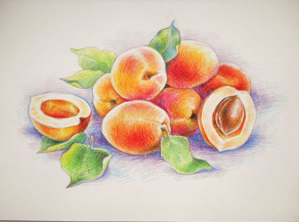 Поэтапное рисование абрикоса