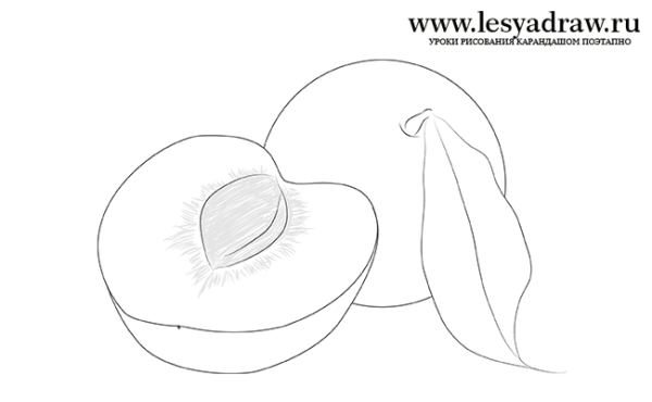 Абрикос раскраска