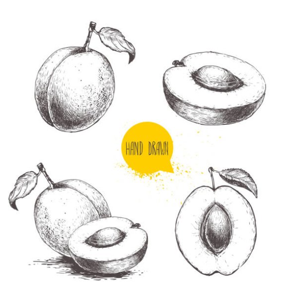 Фрукты поэтапное рисование