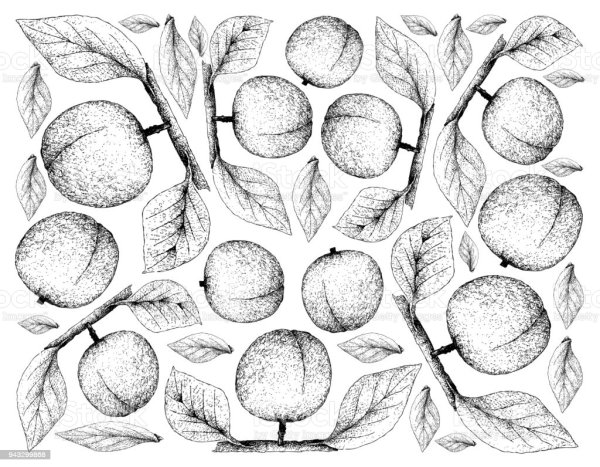 Абрикос рисунок профессиональными маркерами легкие