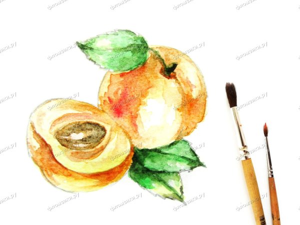 Абрикос рисунок штриховой