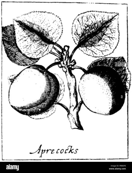 Абрикос косточка вектор