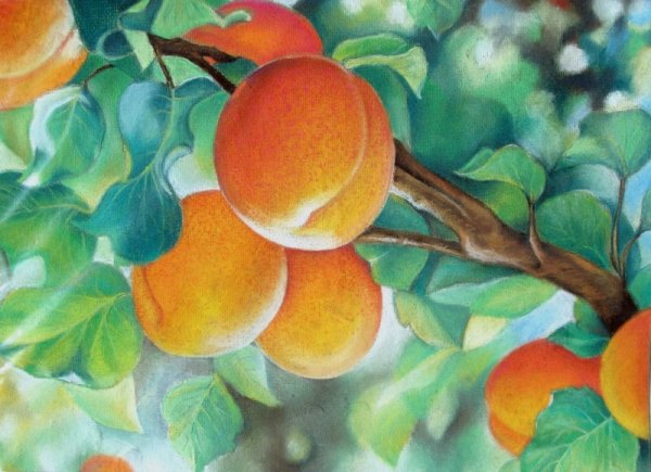 Раскраска фрукты персик