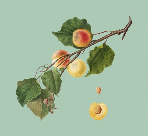 Поэтапное рисование абрикоса