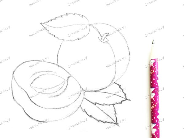 Поэтапное рисование абрикоса