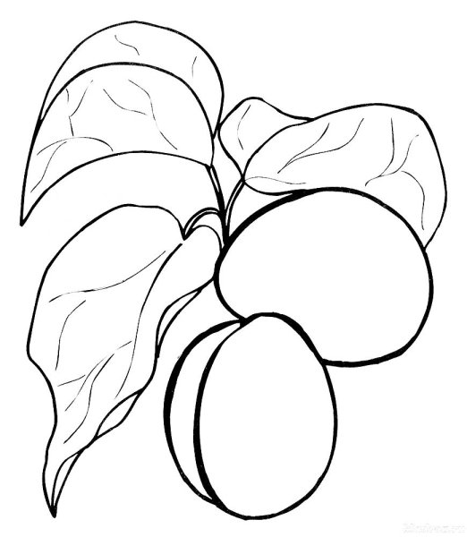 Раскраска "фрукты"