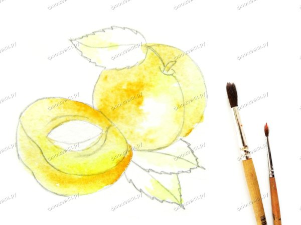 Абрикос косточка вектор