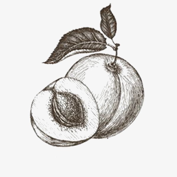 Абрикос на ветке