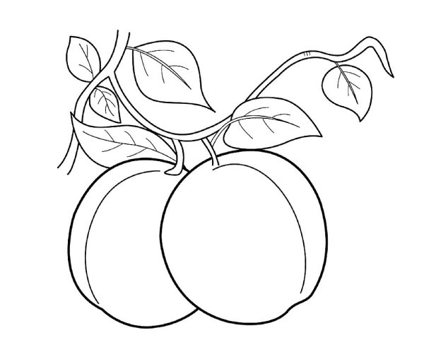 Абрикосовая камедь рисунок