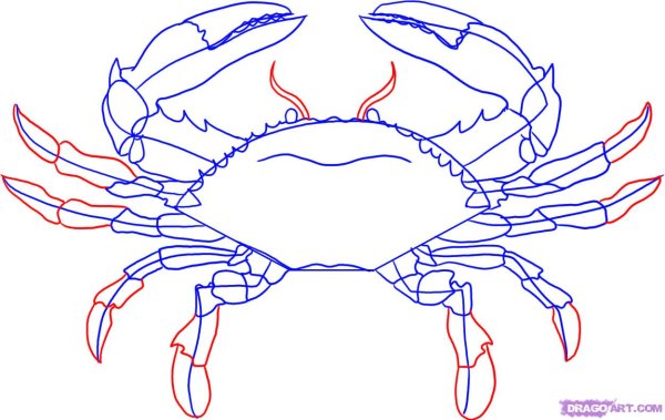 Краб карандашом поэтапно