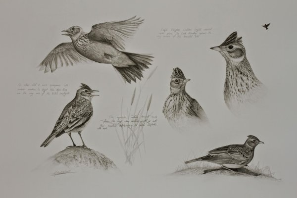 Рисование жаворонка