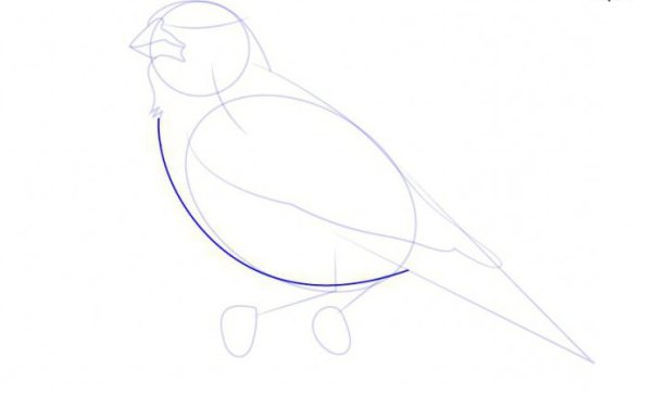 Жаворонок поэтапное рисование