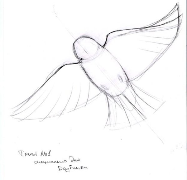 Жаворонок поэтапное рисование