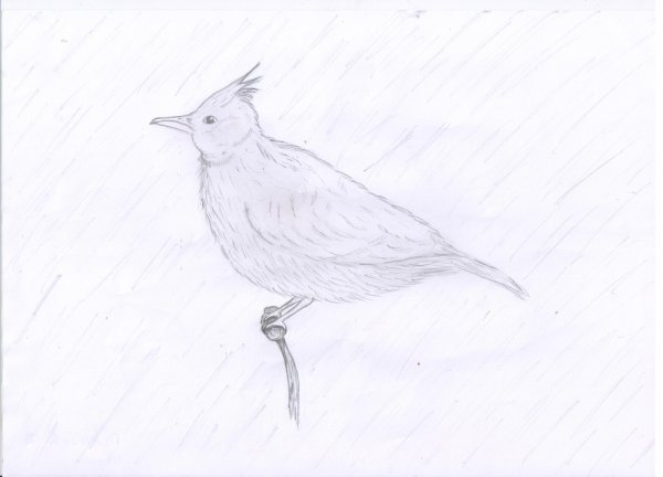 Рисование жаворонка в старшей группе