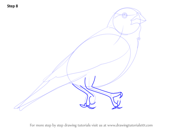 Жаворонок поэтапное рисование