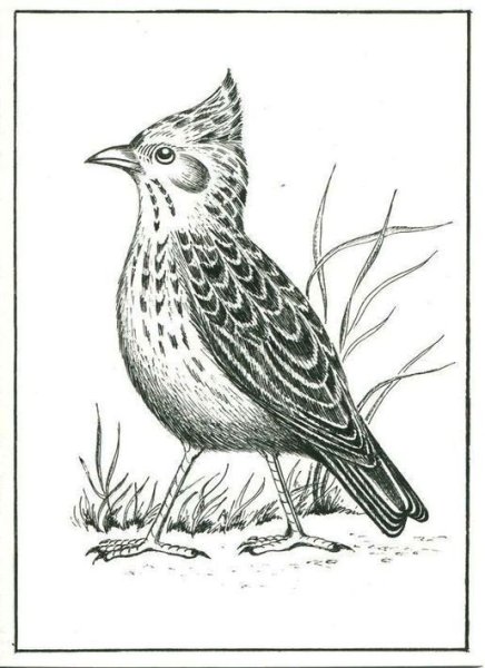 Жаворонок рисунок