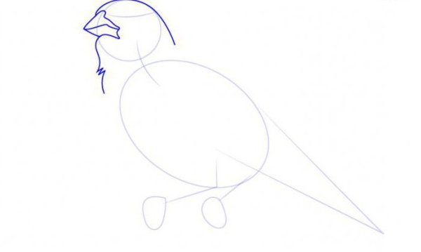 Жаворонок поэтапное рисование