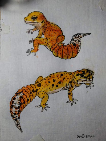 Эублефар арт