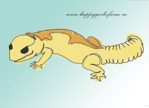 Эублефар рисунок