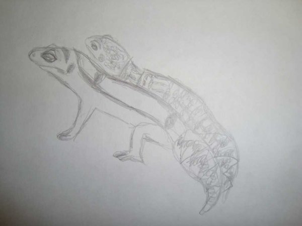 Эублефар карандашом