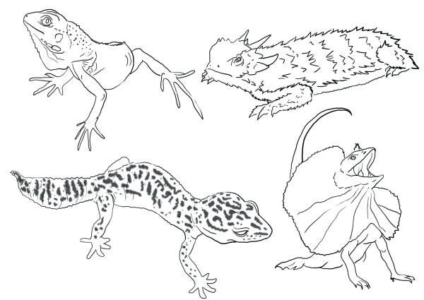 Раскраска рептилии