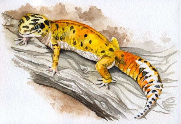 Ящерица эублефар арт