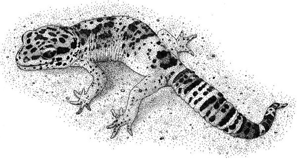 Геккон эублефар контур