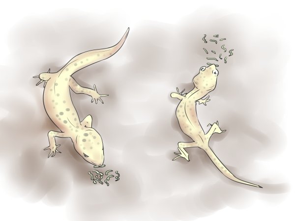 Кавайные ящерки