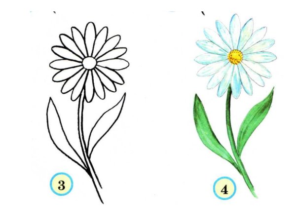 Как нарисовать ромашку поэтапно