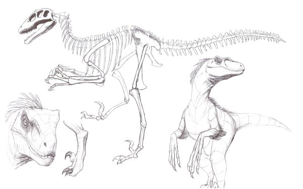Ютарапторы анатомия
