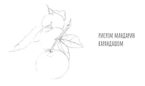 Мандарин рисунок карандашом поэтапно