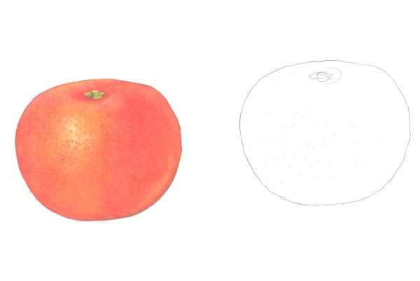 Мандарин раскраска