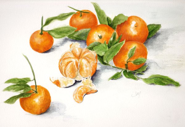 Скетчинг мандарины