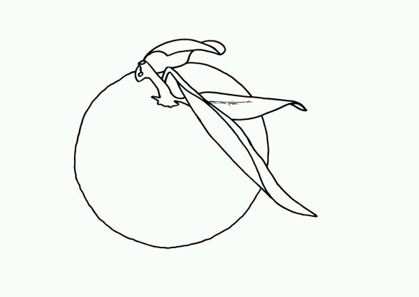 Шаблон апельсина для рисования