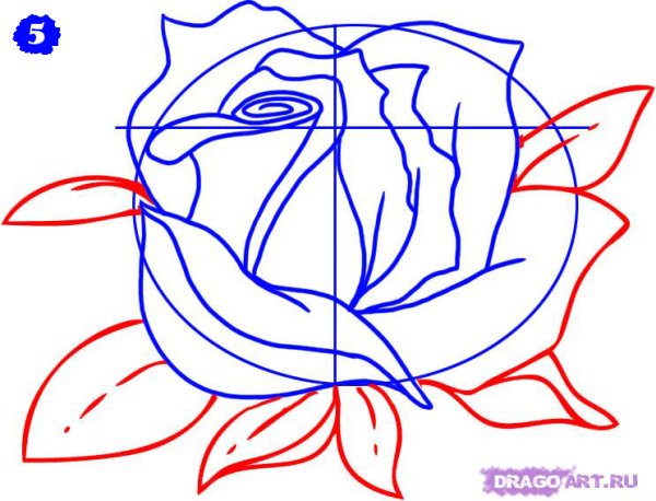 Рисовать сиреноголовова