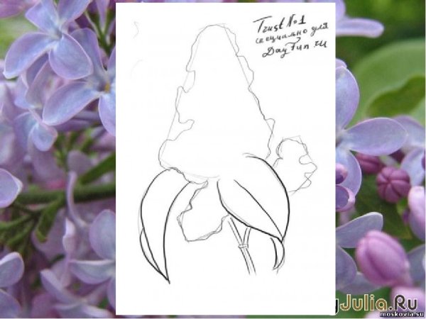 Сирень рисунок поэтапно