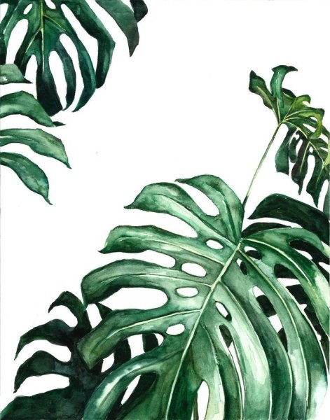 Монстера эскулетто